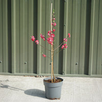 Prunus Melred 3L