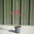 Bush, 40-60cm, 3L pot