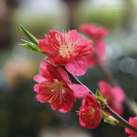 Prunus 'Melred' flowers