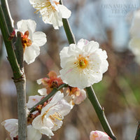 Prunus mume 'Omoi-no-mama' Tree
