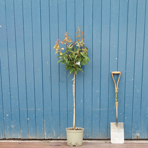 Prunus mume 'Omoi-no-mama' Tree