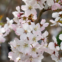 Prunus 'Pandora' blossom