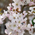 Prunus 'Pandora' blossom