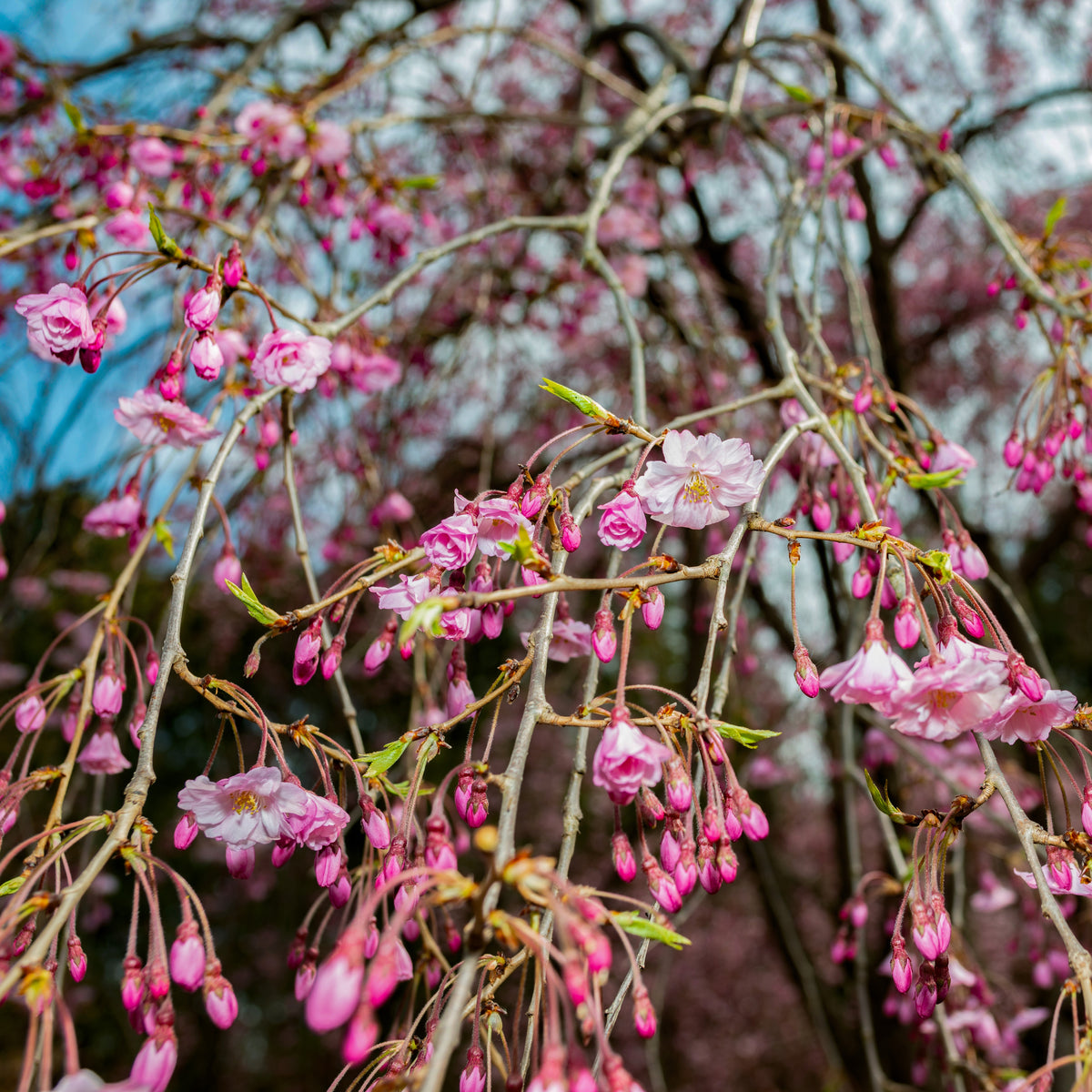 Prunus 'Pendula Plena Rosea' Tree