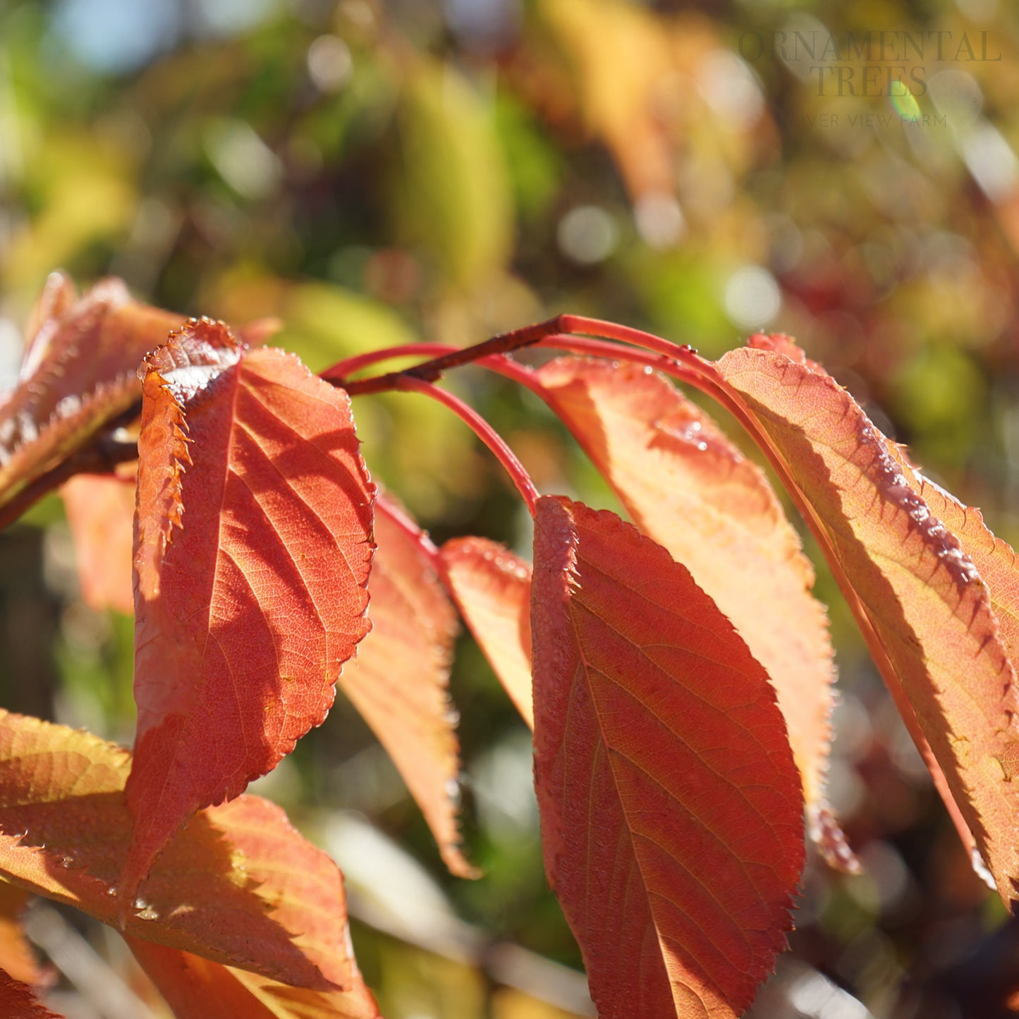 prunus shirotae autumn leaves