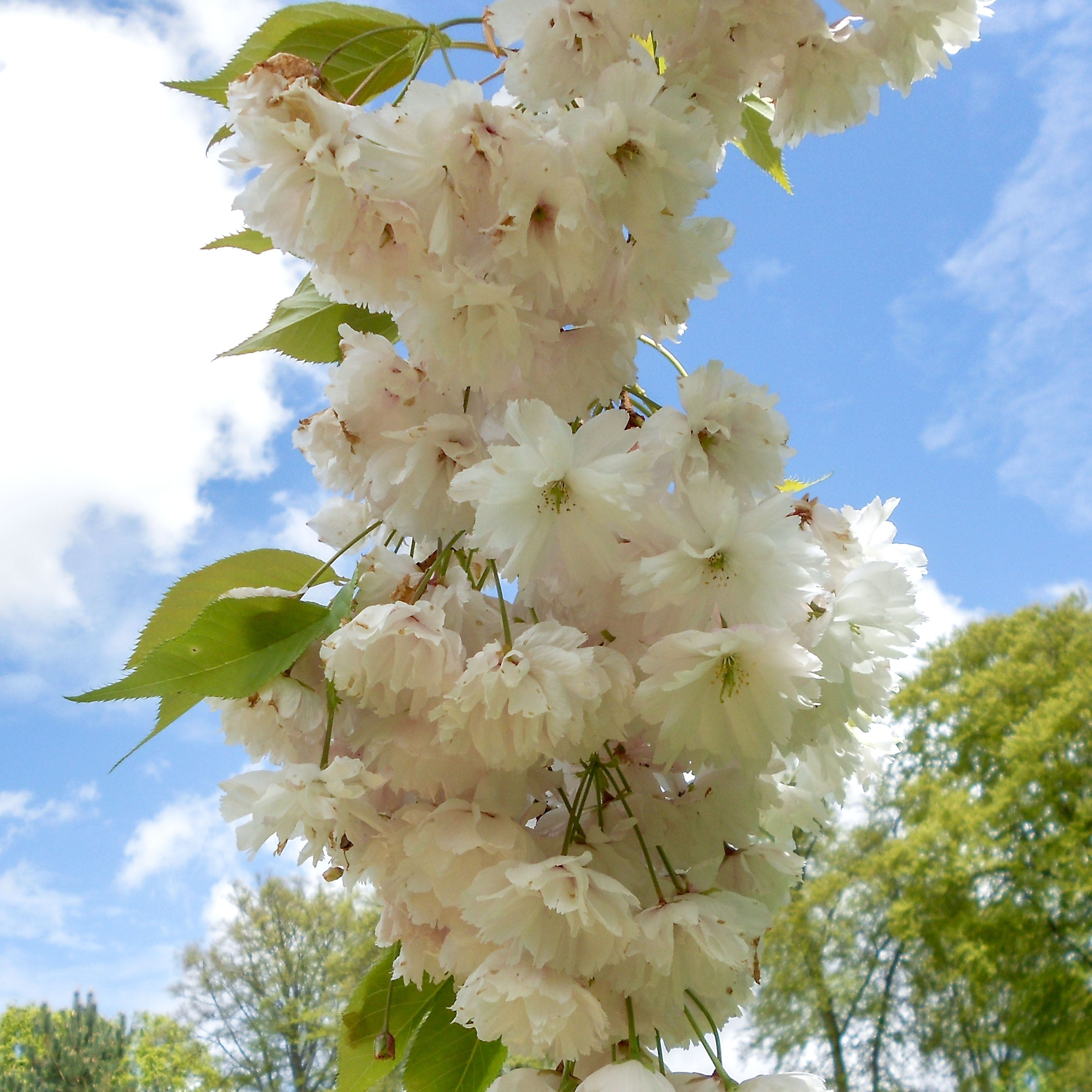 Prunos Tree Prunus Shogetsu | Shimidsu Blushing Bride Cherry Blossom | Ornamental Trees