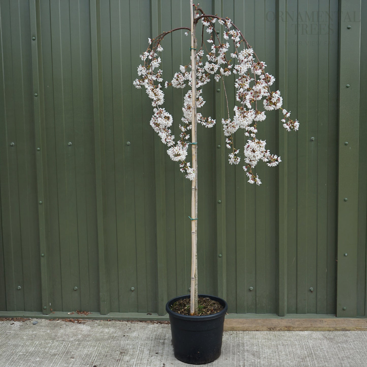 Prunus 'Snow Showers' 12L