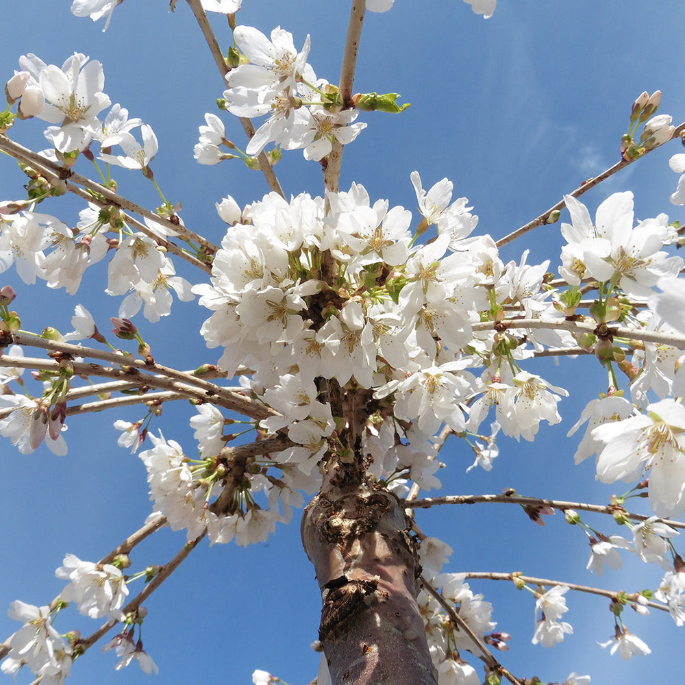 Assorted Clearance Prunus