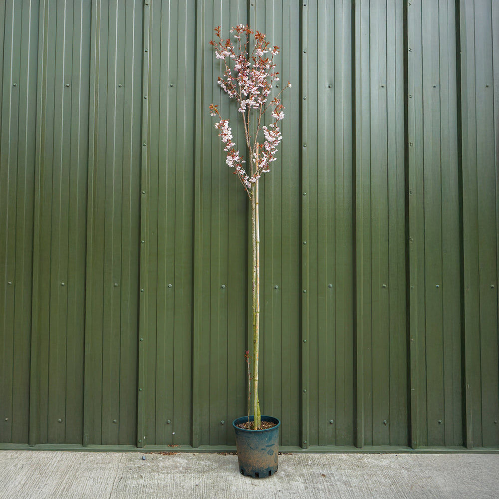 Prunus 'Spire' 12L pot