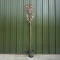 Prunus 'Spire' 12L pot