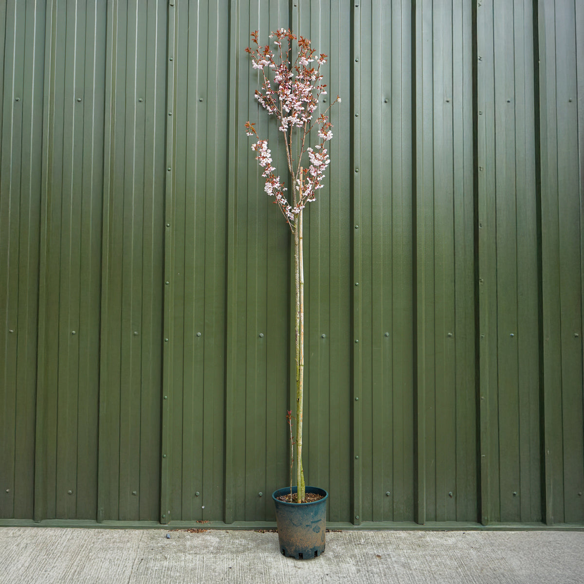 Prunus Spire | Buy Upright Flowering Cherry Blossom | Ornamental Trees