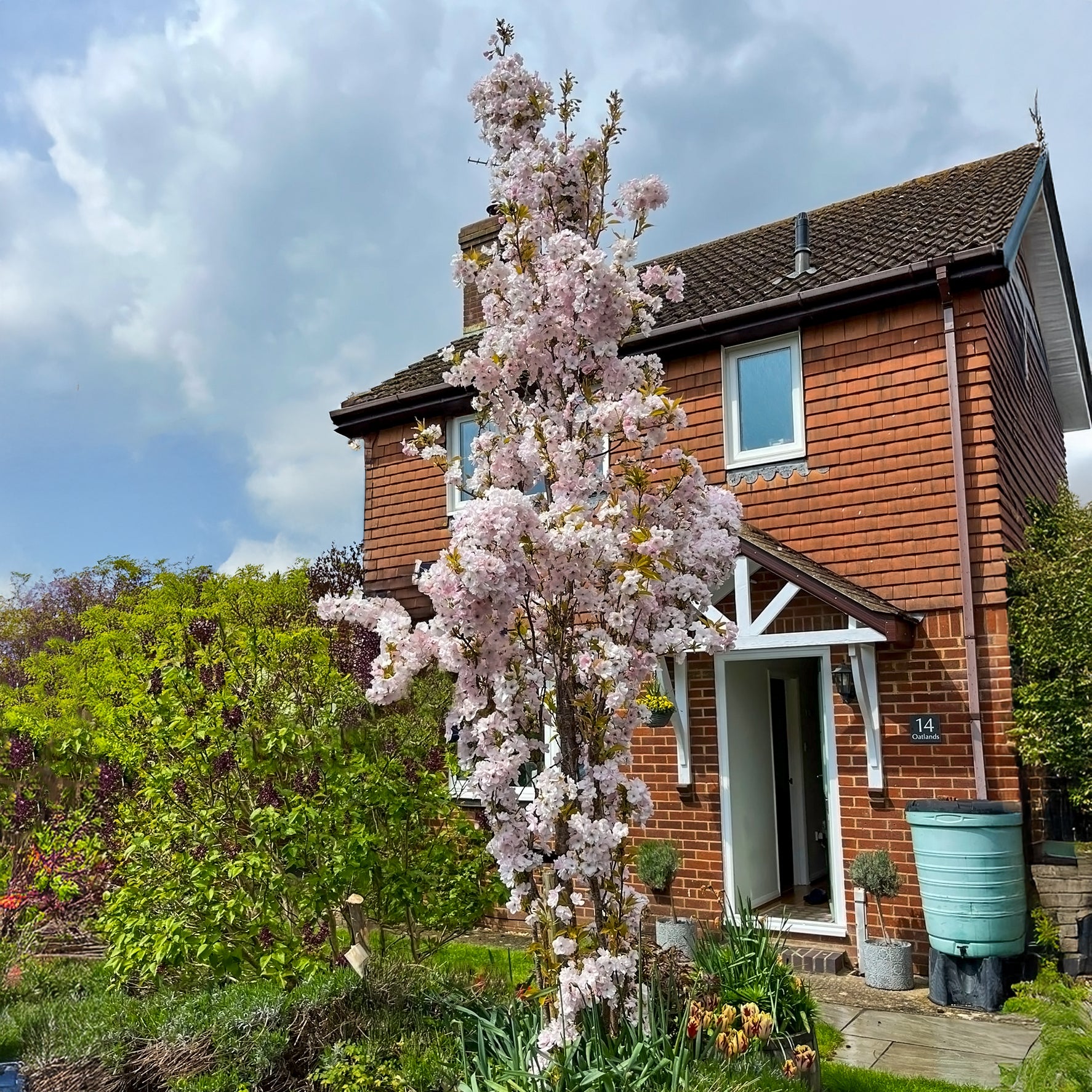 Prunus Spire | Buy Upright Flowering Cherry Blossom | Ornamental Trees