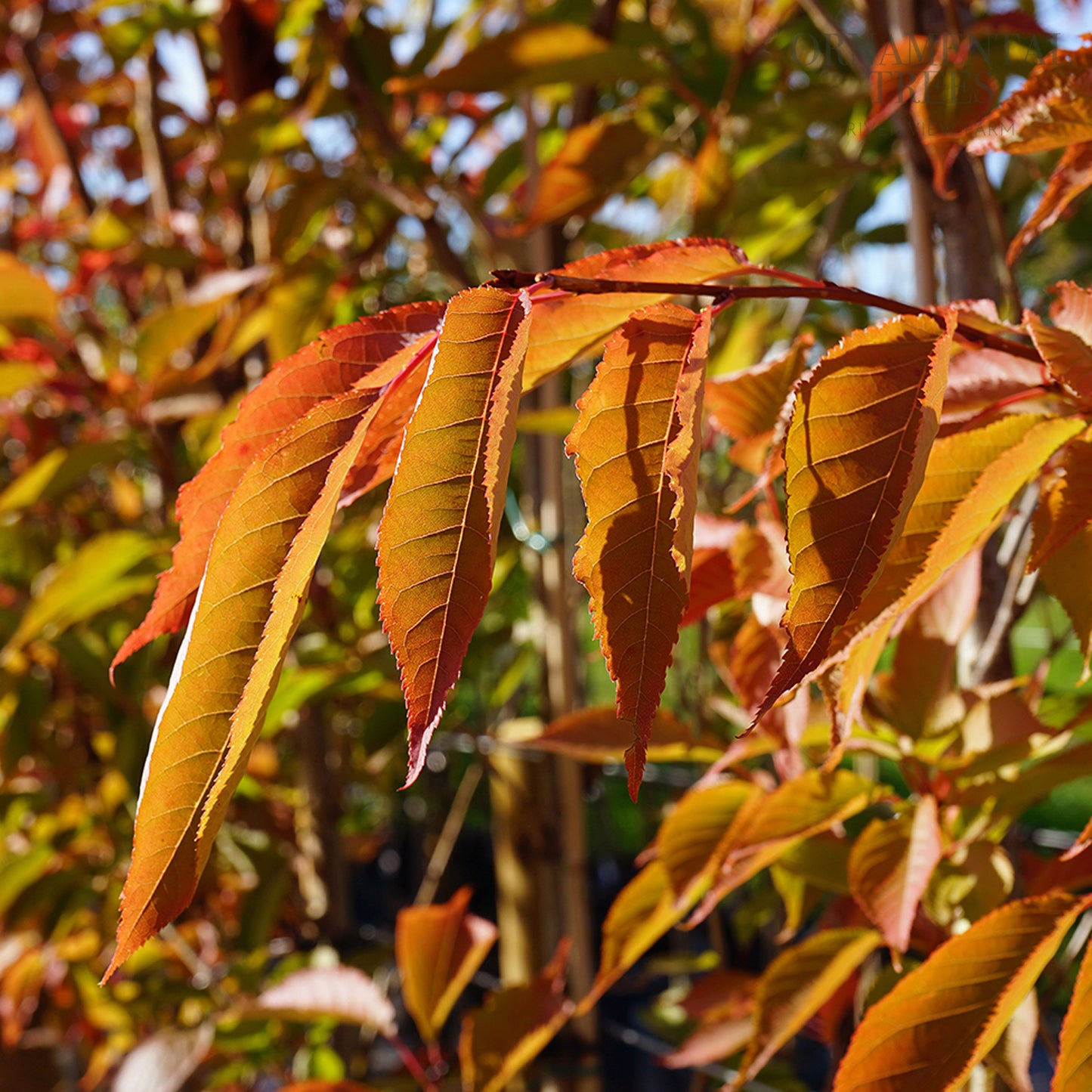 Prunus 'Sunset Boulevard' in autumn