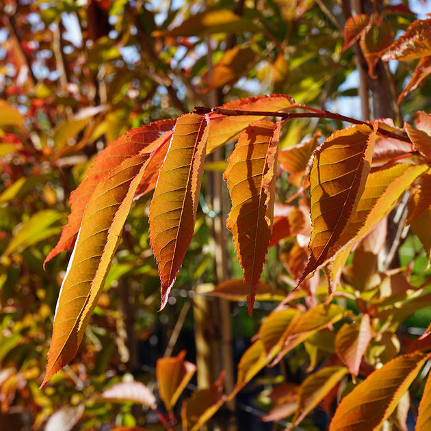 Prunus 'Sunset Boulevard' in autumn