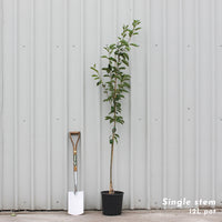 Prunus yedoensis cherry tree in 12L pot