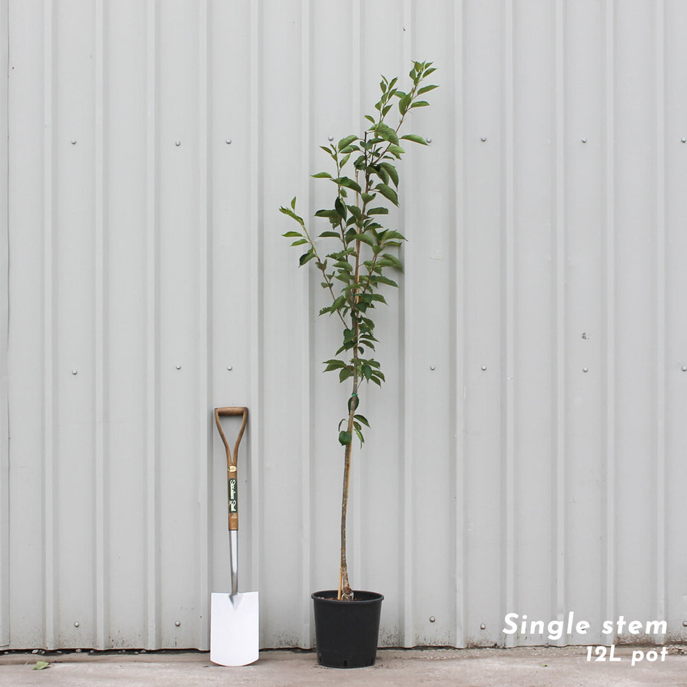 Prunus yedoensis cherry tree in 12L pot