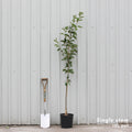 Single stem tree, 150-200cm, 12L pot