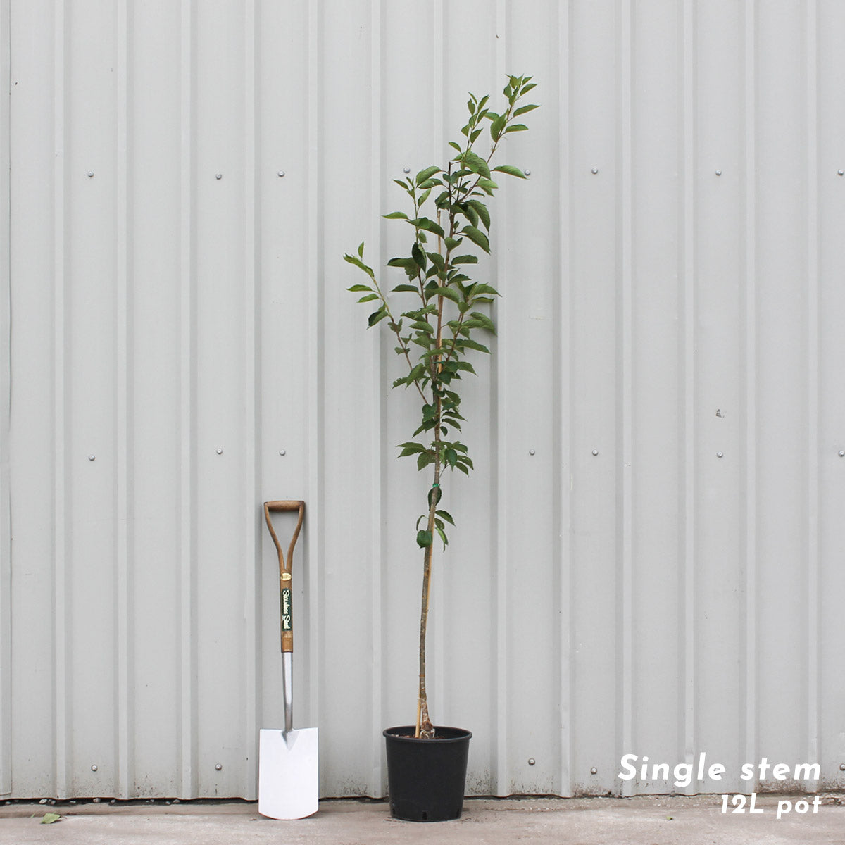 Prunus yedoensis cherry tree in 12L pot