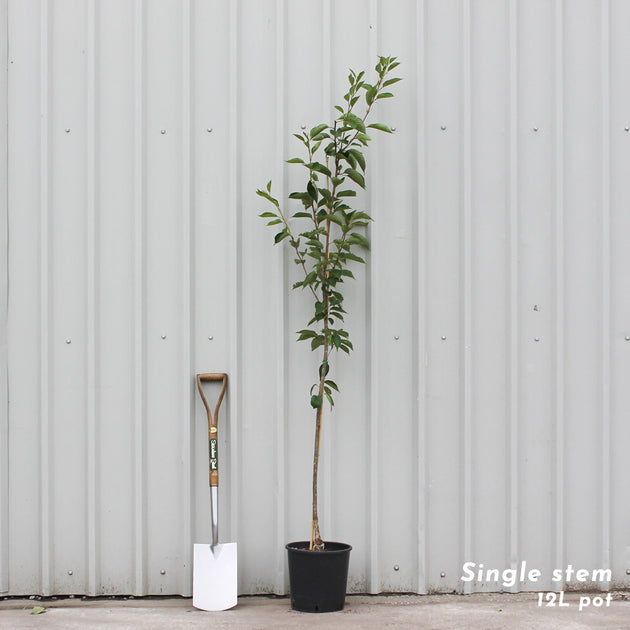 Prunus yedoensis cherry tree in 12L pot