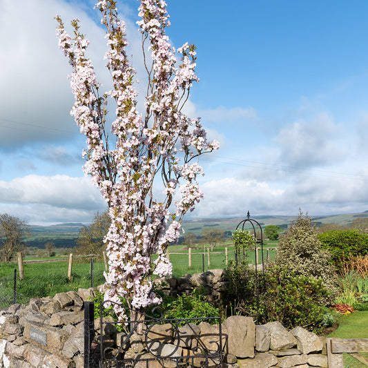 Prunus 'Amanogawa' upright cherry tree