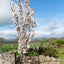 Prunus 'Amanogawa' upright cherry tree