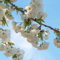 Prunus avium 'Plena' double cherry blossom