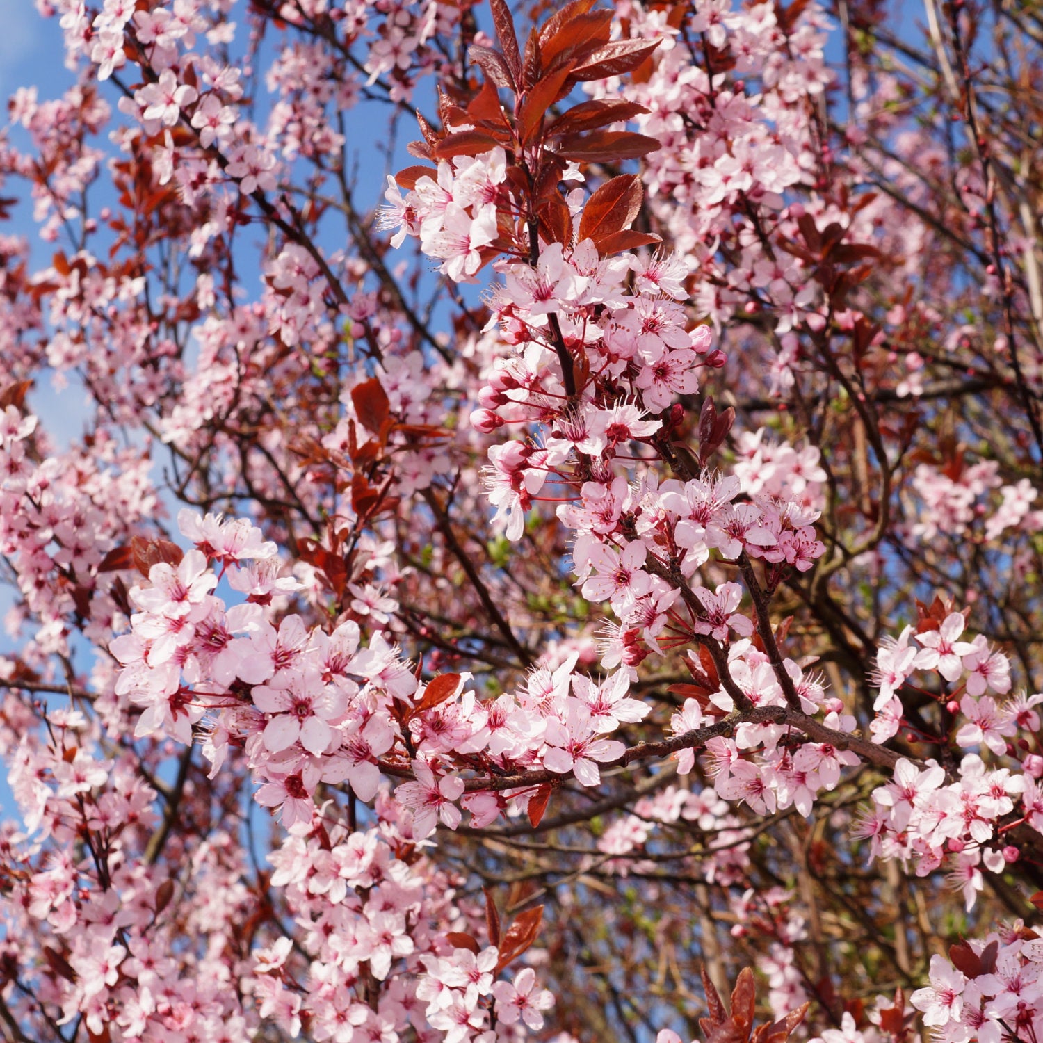 Prunos Tree Prunus cerasifera Nigra | Purple Cherry Plum Tree | Ornamental Trees