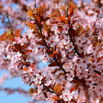 Prunus cerasifera 'Pissardii' flowering cherry plum tree