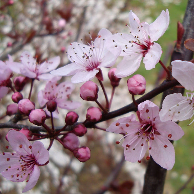 Prunus cerasifera 'Pissardii' cherry plum blossom