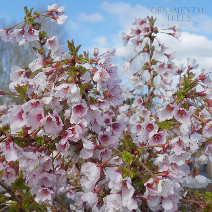 White & Cream Flowering Trees | Ornamental Trees