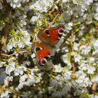 Prunus incisa Kojo-no-mai flowers