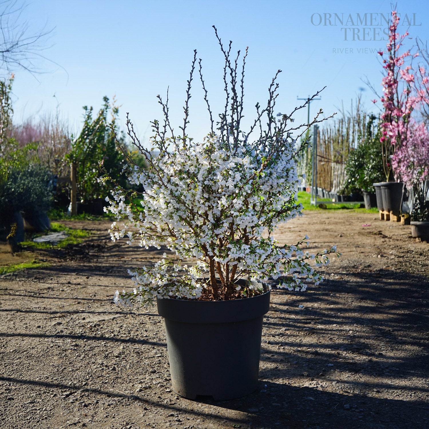 cherryオーダーページ Prunus incisa Kojo-no-mai | Small Fuji Cherry Tree | Ornamental Trees