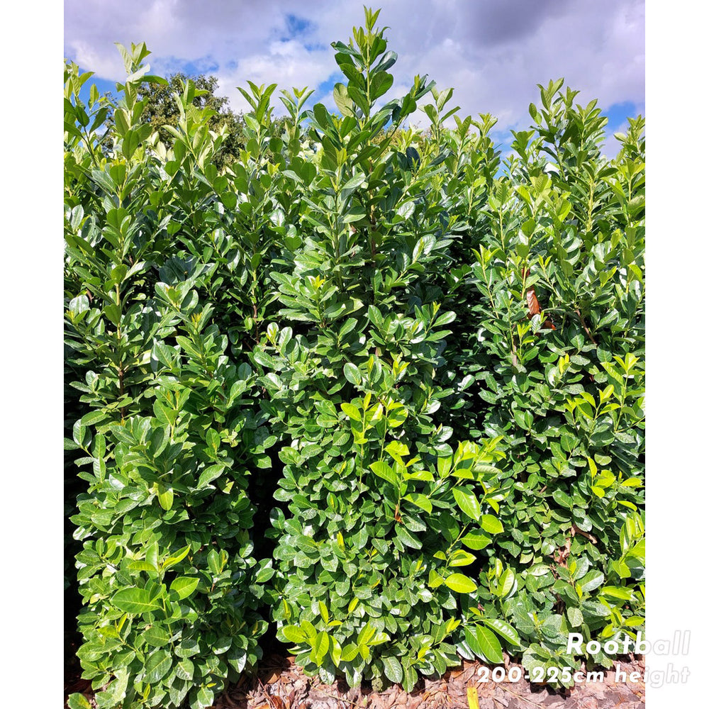 'Rotundifolia' Cherry Laurel rootball hedging