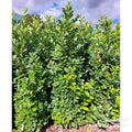 Hedging, 200-225cm height, rootball