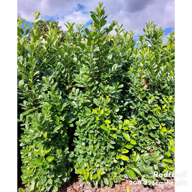 Hedging, 200-225cm height, rootball