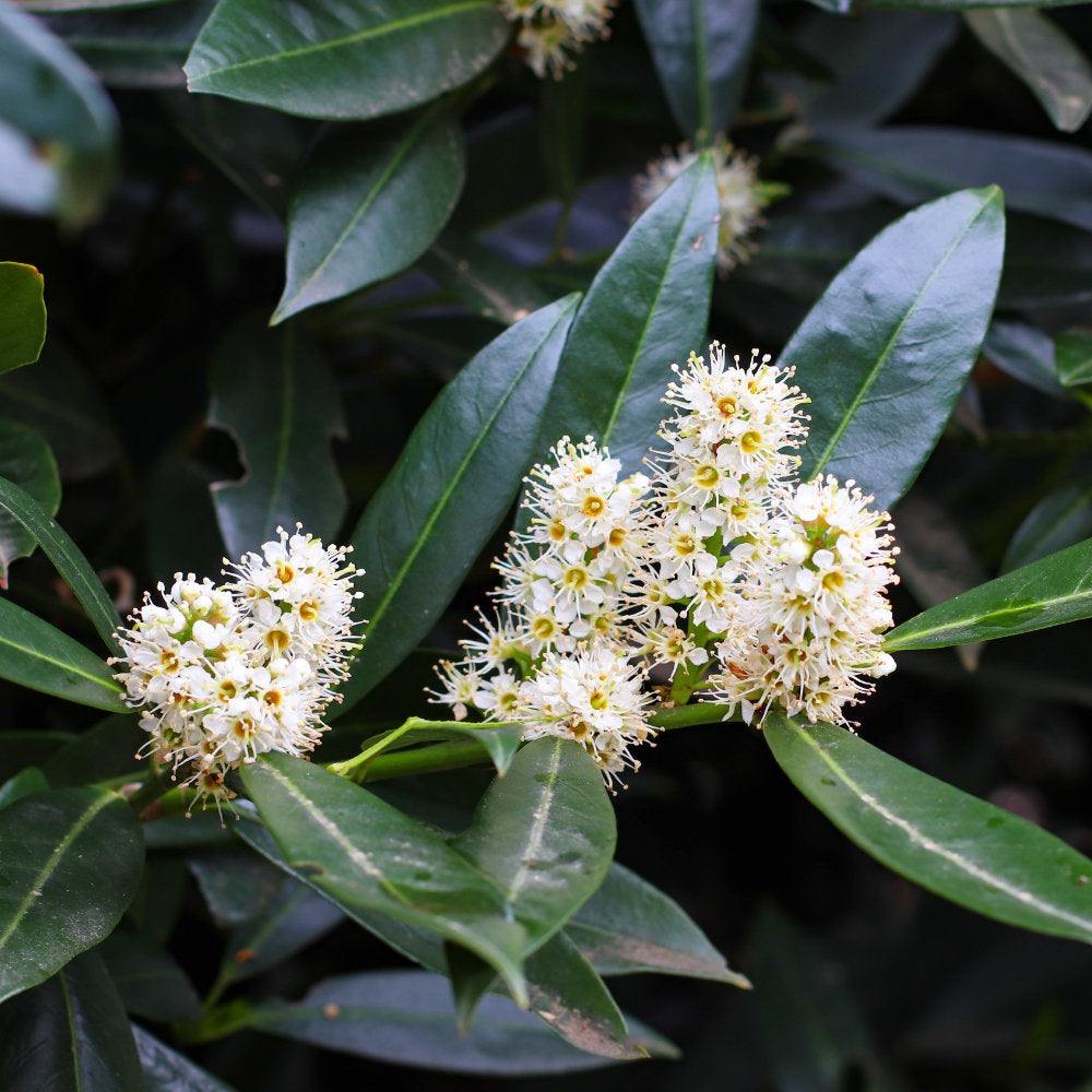  Prunus laurocerasus 'Novita' Cherry Laurel