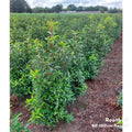 Hedging, 80-100cm height, rootball