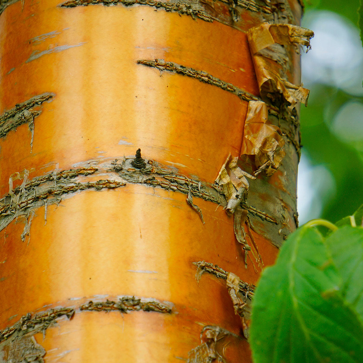 Prunus maakii Manchurian Cherry tree bark