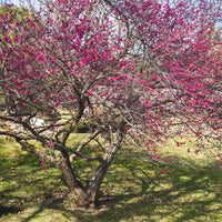 Prunus mume 'Beni-chidori' Tree