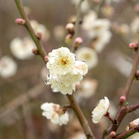 Prunus mume 'Omoi-no-mama' Tree