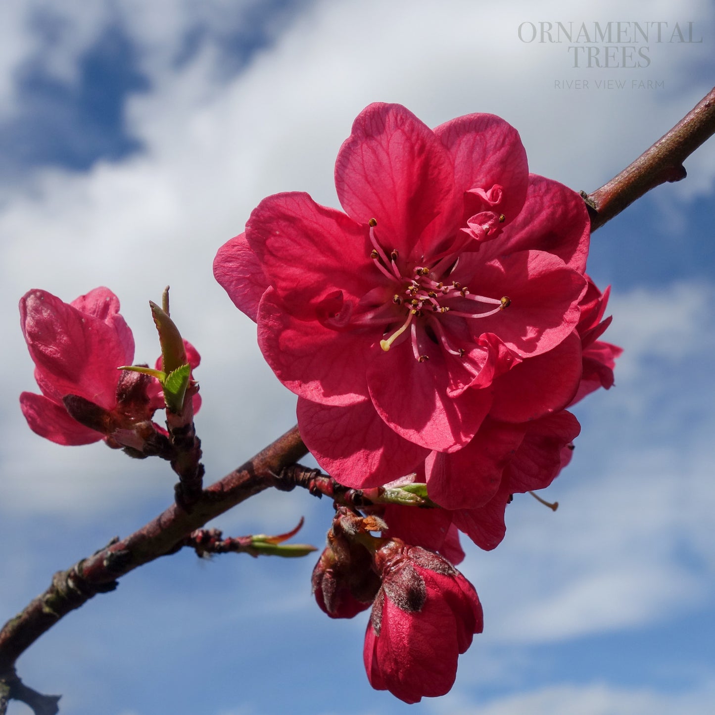 Prunus persica Melred flowers