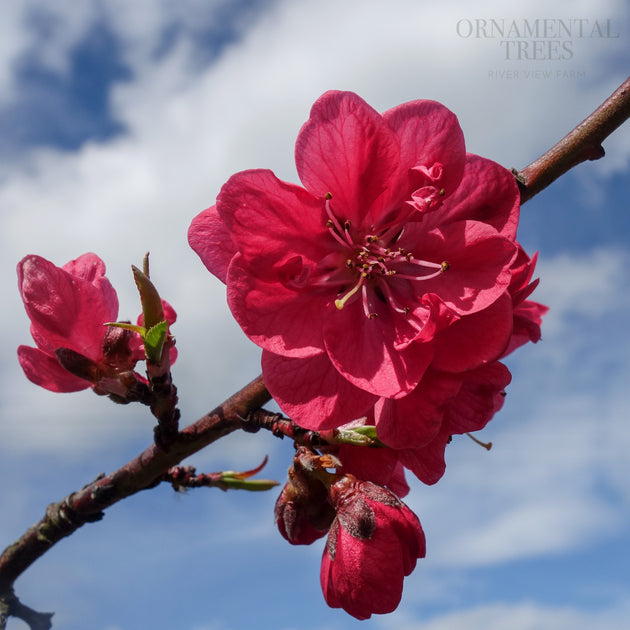 Prunus persica Melred flowers