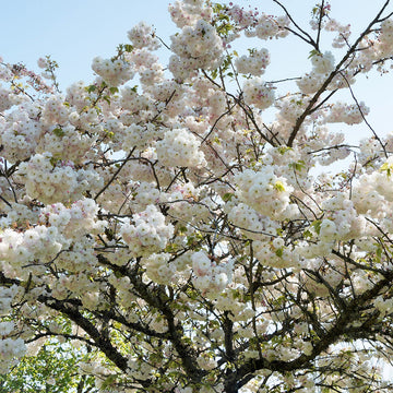 Prunus 'Shirotae' Fuji Cherry blossom