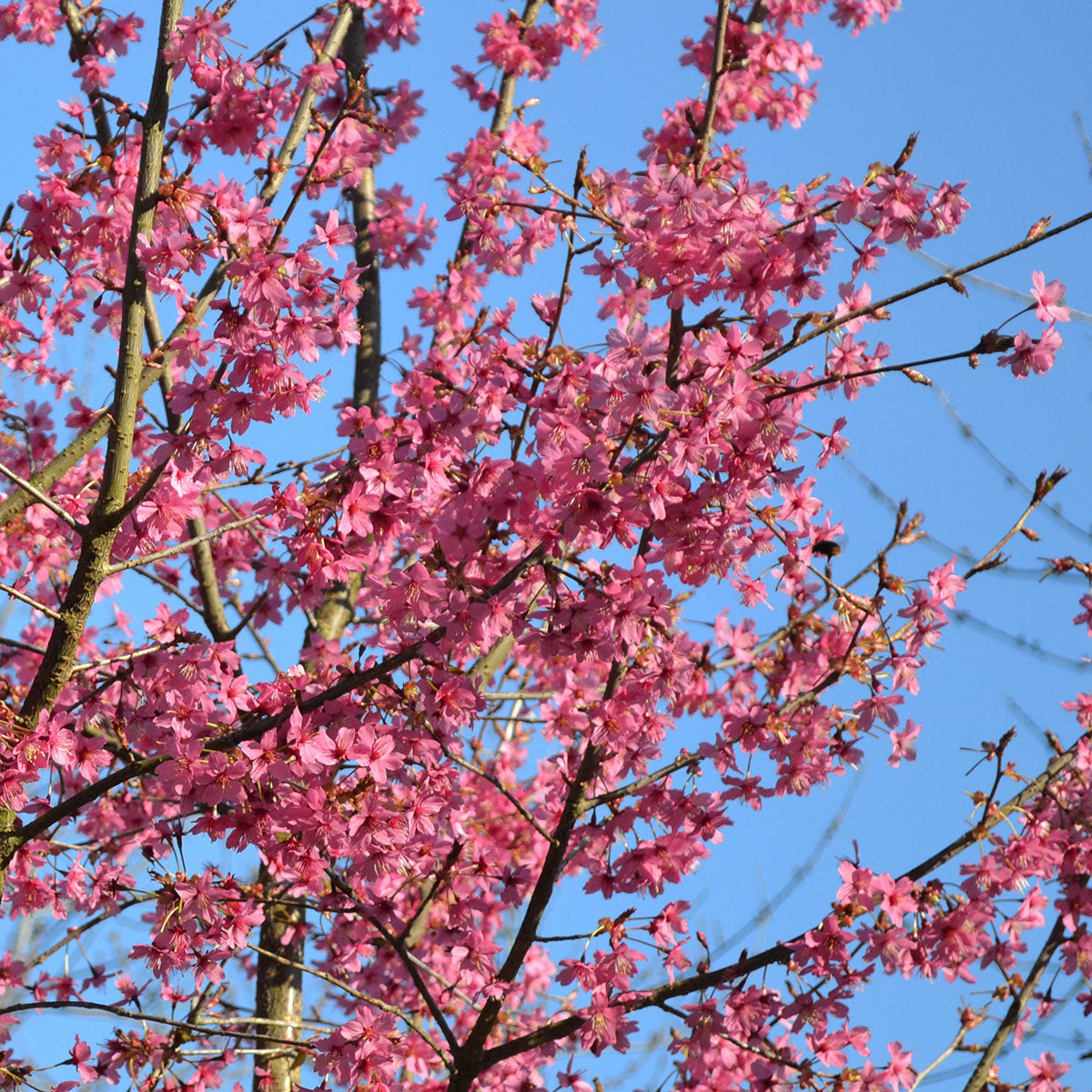 Prunus 'Collingwood Ingram' Cherry Blossom tree in bloom