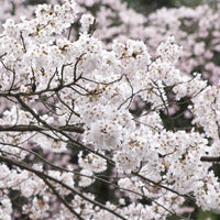Prunus x yedoensis Yoshino Cherry tree