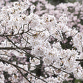 Prunus x yedoensis Yoshino Cherry tree