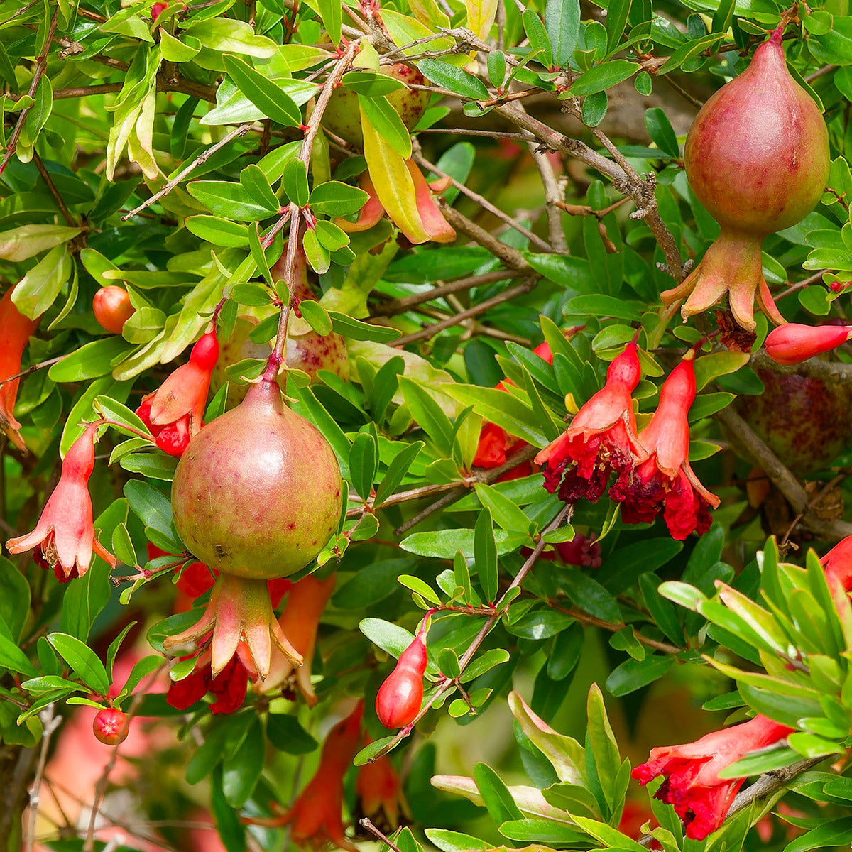 Punica granatum Nana dwarf Pomegranate shrub