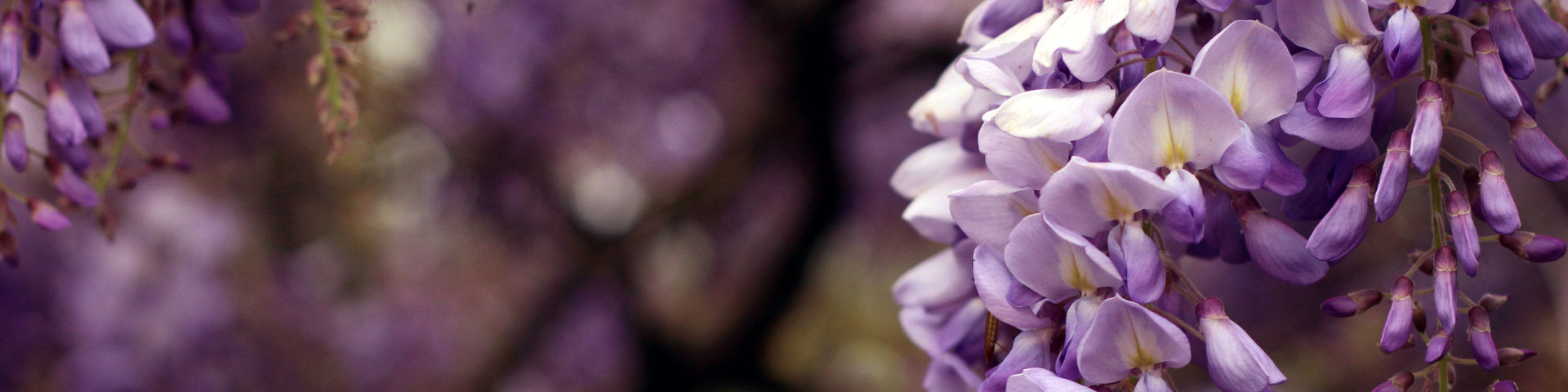 Purple Wisteria