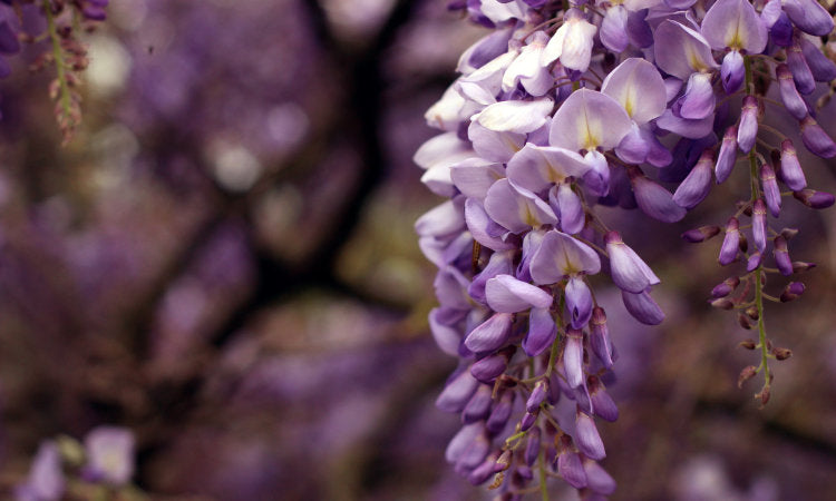 Purple Wisteria