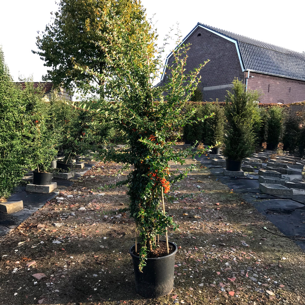 Pyracantha Saphyr Orange shrub in container